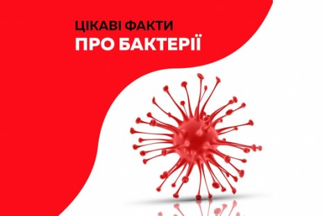 Интересные факты о бактериях? Интересные факты о бактериях?